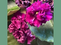 African Violet - Redoubled