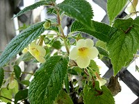 Achimenes 'Sunburst' (rhizomes)