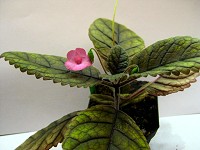Sinningia 'Yma'